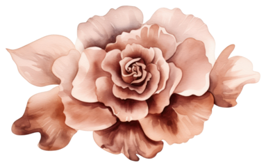 PNG Rose flower petal plant.