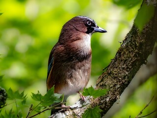 森の中の木陰で枝に留まって周りを見渡しているカケス