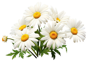 Obraz premium PNG Daisy flower plant white.
