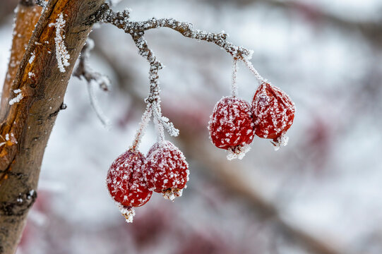 Close-up of four, frosted dried crab apples (Malus) hanging down on a branch; Calgary, Alberta, Canada