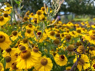 yellow flowers of autumn helenium with brown stamens on a flowerbed against the sky in a garden plot. concept of a catalog of an online flower shop