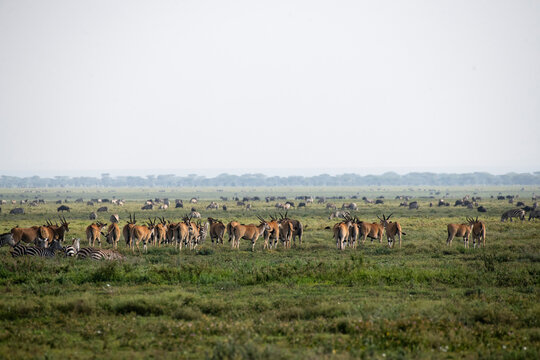 Mixed herds of Wildebeest (Connochaetes), Plains Zebras (Equus quagga) and Elands (Taurotragus oryx) on the open plains near Ndutu in the Ngorongoro Crater Conservation Area; Tanzania