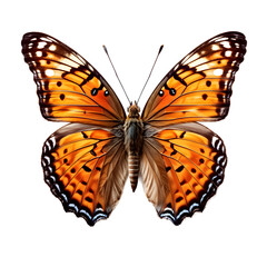 Brown butterfly isolated on transparent background
