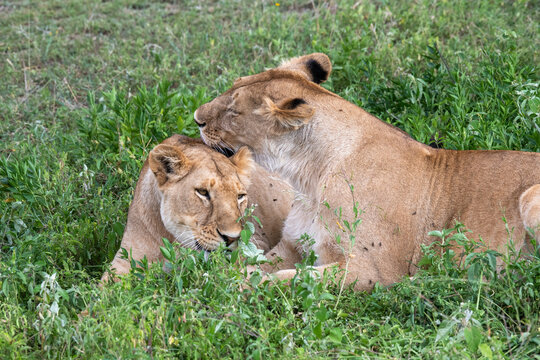 Female African Lion (Panthera leo) grooming another while lying on the grass near Ndutu in the Ngorongoro Crater Conservation Area; Tanzania