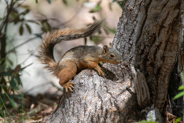 Apache Fox Squirrel (Sciurus nayaritensis) on a tree, Chiricahua Mountains, Southeast Arizona, USA