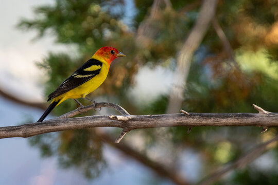 Western Tanager (Piranga ludoviciana) standing on tree branch near Portal in the Chiricahua Mountains of Southeast Arizona; Arizona, United States of America
