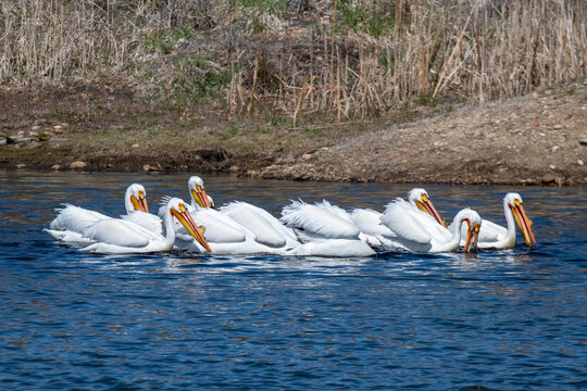 Group of American White Pelicans (Pelecanus erythrorhynchos) swimming at the Walden Ponds Wildlife Habitat in Boulder, Colorado; Boulder, Colorado, United States of America