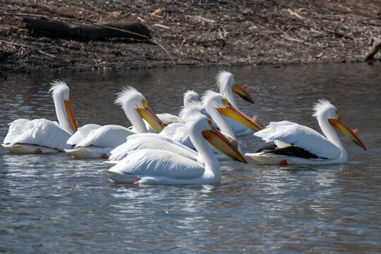 Group of American White Pelicans (Pelecanus erythrorhynchos) swimming at the Walden Ponds Wildlife Habitat in Boulder, Colorado; Boulder, Colorado, United States of America
