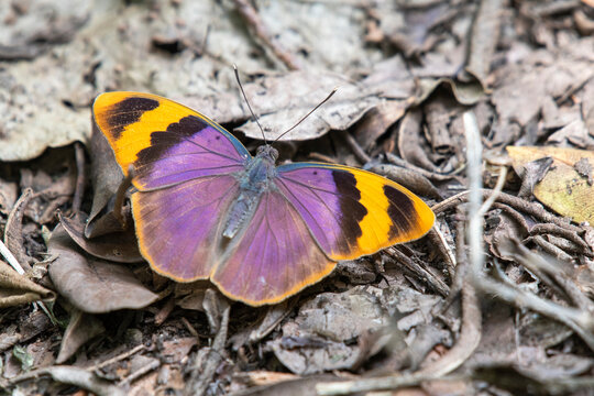Close-up portrait of a colorful Gold Banded Forester butterfly (Euphaedra neophron) perched on dead leaves on the ground at the Ngare Sero Mountain Lodge; Tanzania