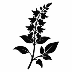 Lobelia Black silhouette