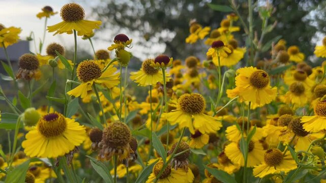 autumn video postcard with yellow flowers of autumn helenium with brown stamens on a flowerbed against the sky in a garden plot