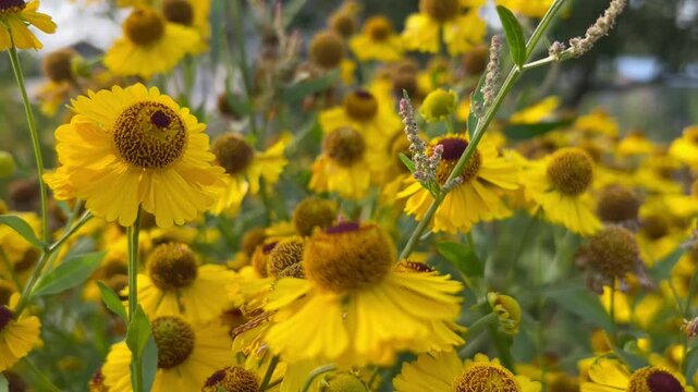 video postcard with yellow flowers of autumn helenium with brown stamens on a flowerbed against the sky in a garden plot