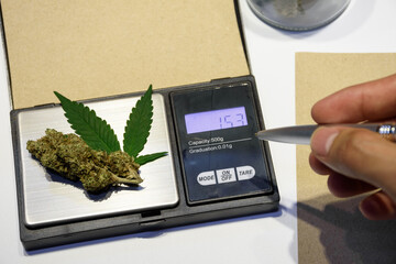 Dried cannabis buds and leaves on the digital scales and Scientist holding a pen, laboratory...