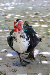 Pato criollo en Parque Maria Luisa