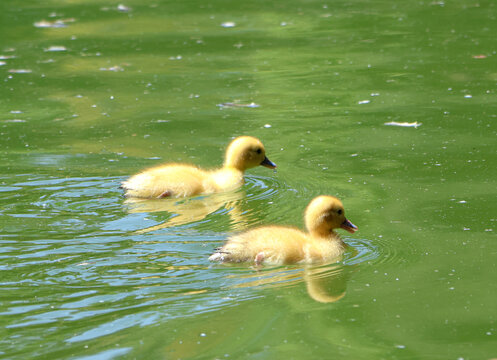 Pollitos amarillos nadando en el lago