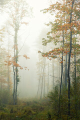 Obraz premium autumn forest in fog.