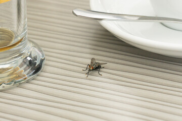 A fly is sitting on a gray dining table among the dishes.