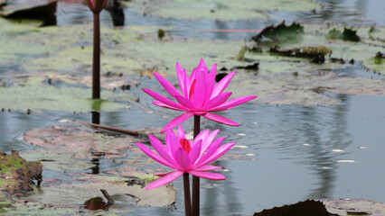 Bloomed pink water lily plants in the lake