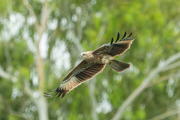 Hawk flying over the river for hunting fishes.Brahminy kite hawk flies and catches fish in the lake.Wildlife photography concept.