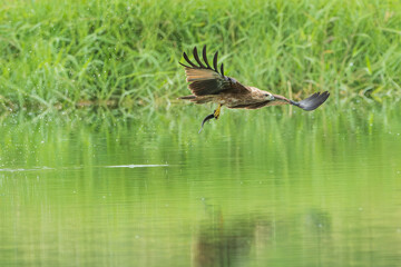 Hawk flying over the river for hunting fishes.Brahminy kite hawk flies and catches fish in the lake.Wildlife photography concept.