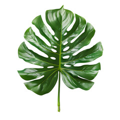 Single leaf of Monstera deliciosa palm plant isolated on transparent background