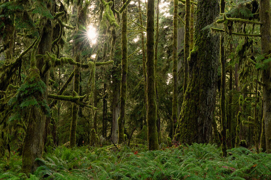 Sunstar between the trees of Cathedral Grove (MacMillan Provincial Park), an old growth rainforest on Vancouver Island, British Columbia; Ucluelet, British Columbia, Canada
