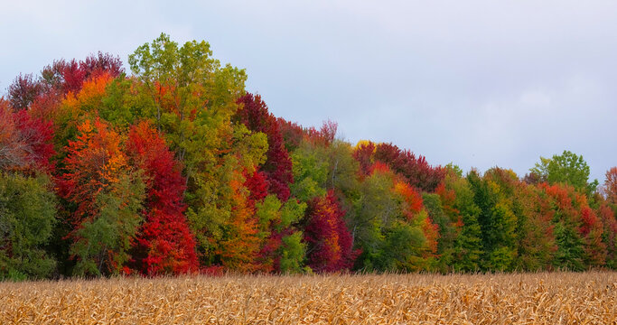 Brilliant fall colours dazzle the senses near a cornfield in rural Ontario; Ontario, Canada