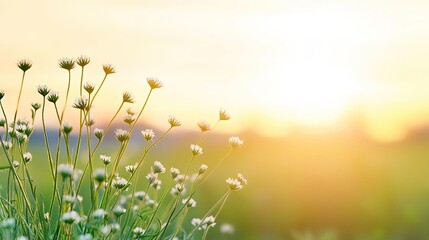 A serene field at sunrise with blooming flowers, capturing the beauty of nature in soft golden...