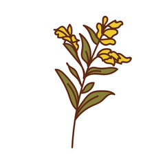 Solidago