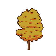 Sweet Gum Tree