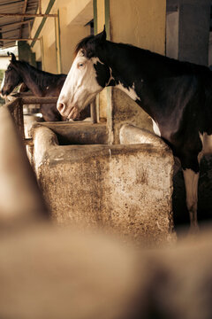 Horses feeding from troughs in a stable, La Martiniere College Lucknow; Lucknow, Uttar Pradesh, India