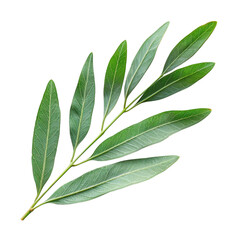 Fototapeta premium Acacia leaf on transparent background.