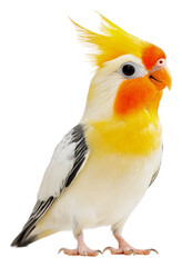 PNG Colorful cockatiel perched on a branch indoors