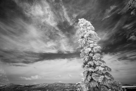 Black and white image of fresh snow on an evergreen tree at a ski resort in California, USA; Big Bear, California, United States of America