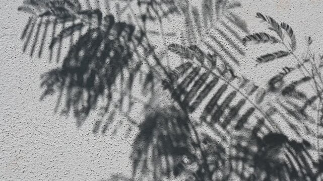Shadow of tree branch natural sunlight on grey concrete wall background texture motion video