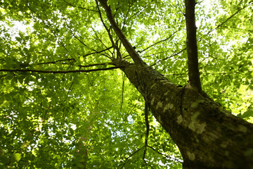 Beautiful green tree growing in forest, bottom view