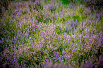 Fototapeta premium Closeup shot of purple heather (Calluna vulgaris) in bloom