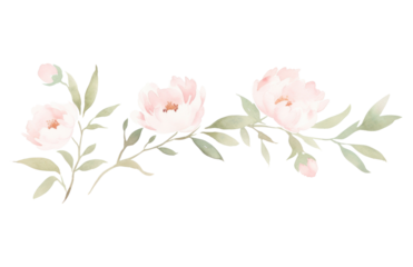 PNG Cute peonies branch as line watercolour illustration pattern flower plant.