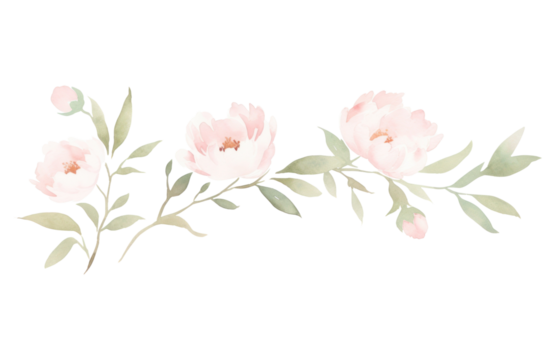 PNG Cute peonies branch as line watercolour illustration pattern flower plant.