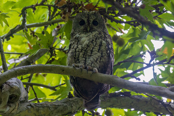 Tawny owl (Strix aluco), also called the brown owl at Yusmarg, Budgam, Jammu  Kashmir UT