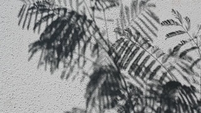 Shadow of tree branch natural sunlight on grey concrete wall background texture motion video