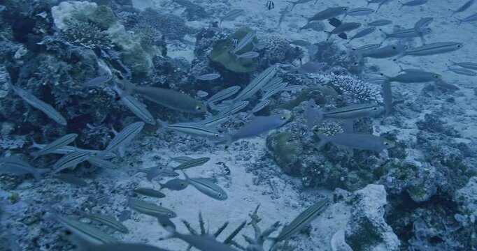 Threestripe fusiliers swimming along reef.