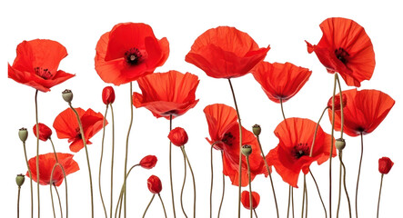 PNG Flower poppy petal plant.