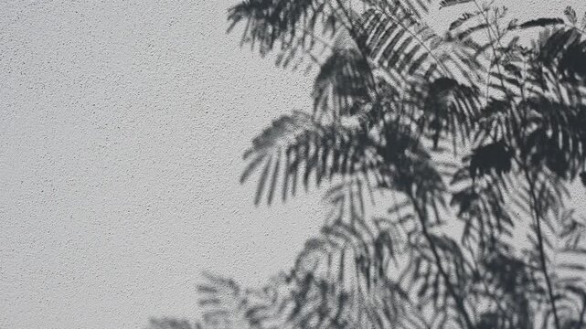 Shadow of tree branch natural sunlight on grey concrete wall background texture motion video