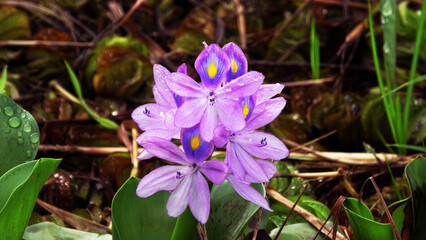 Bloomed aquatic plant with violet flowers