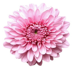Fototapeta premium PNG Beautiful pink chrysanthemum blooming in spring