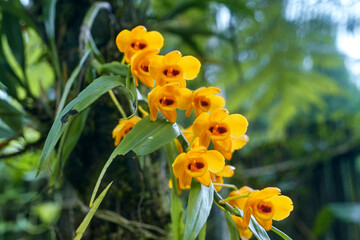 Fototapeta premium beautiful, golden yellow coloured showy flowers of orchid Dendrobium chrysanthum, forming a cluster of floral bouquets. Photo taken in jungles of Sonada, Darjeeling, West Bengal.