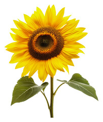 Obraz premium PNG Bright sunflower in full bloom with green leaves