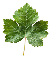 PNG Intricate veins of a green grape leaf