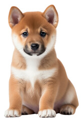 Obraz premium PNG Puppy mammal animal dog.